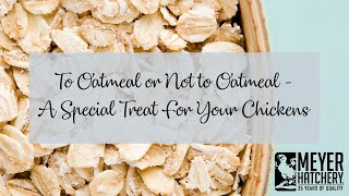 To Oatmeal or Not to Oatmeal - A Special Treat For Your Chickens