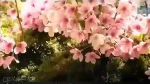 القارئ فايز زعتر حفظه الله