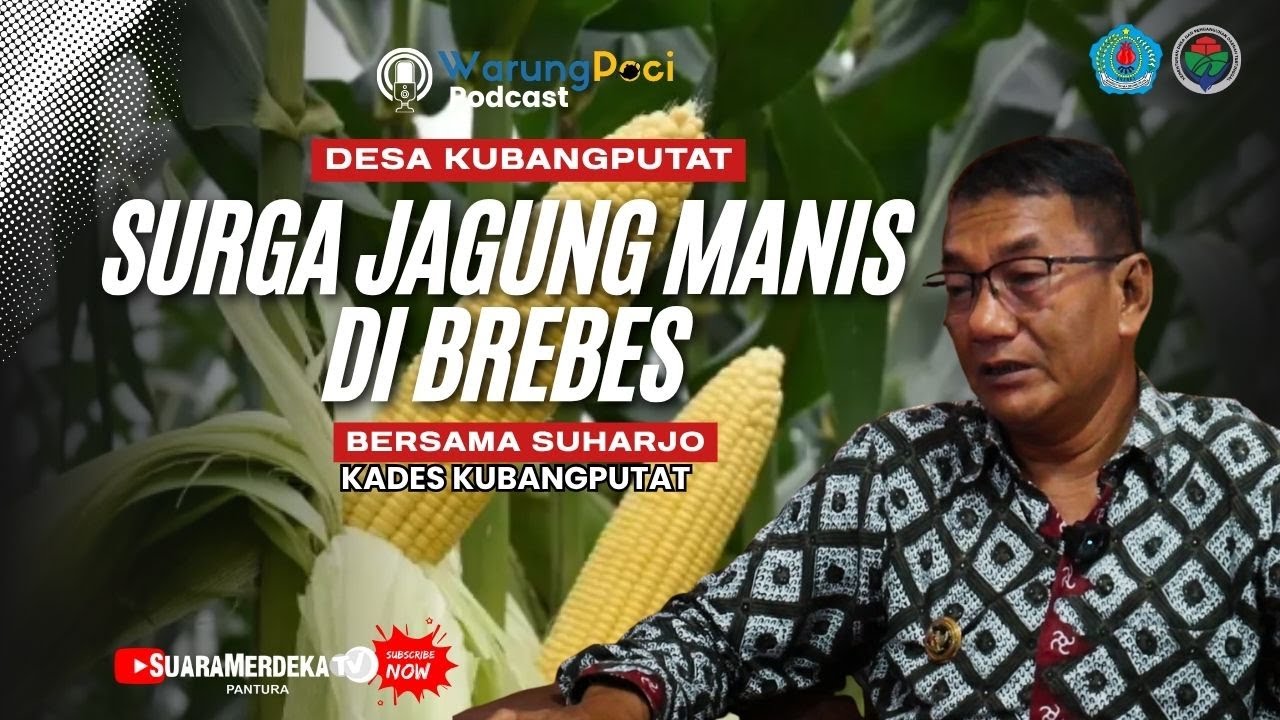 Desa Kubangputat Tanjung, SURGA JAGUNG MANIS di Brebes | Mengupas Potensi Desa