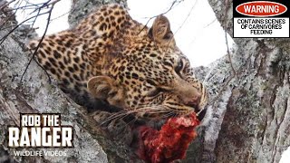 Leopard Cub Feeds As Mum Relaxes | Maasai Mara Safari | Zebra Plains