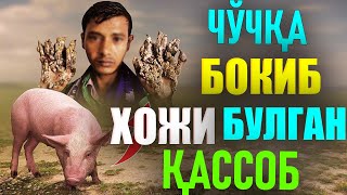 Чўчқа Бокиб Хожи Булган Қассоб / Ҳаётий Ҳикоя