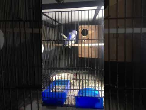 green parrotlet Hagoromo budgies Cross/Mating | Helicopter budgies mating | Butterfly Budgies cross