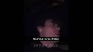 Never Give Your Dog Redbull