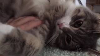 イモムシみたいな姿で寝る猫 ノルウェージャンフォレストキャット Cat, sleep in appearance like a caterpillar. Norwegian Forest Cat.