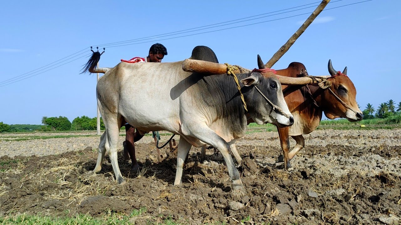 Indian Country Bullock in Ploughing With Farm Land | Cow Videos