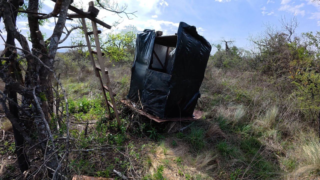 CAZA DE JABALI (tormenta me lleva el apostadero)