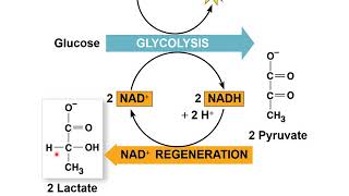 Chapter 9 Fermentation, crosstalk, and regulation