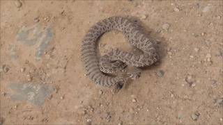 Up the Mountain!  Snow, Ice and... RATTLESNAKES???
