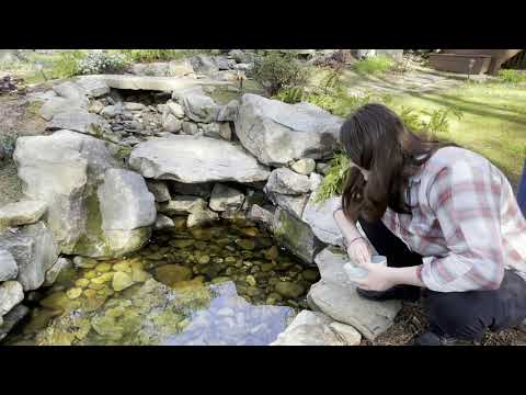 Feeding Woodfrog Tadpoles