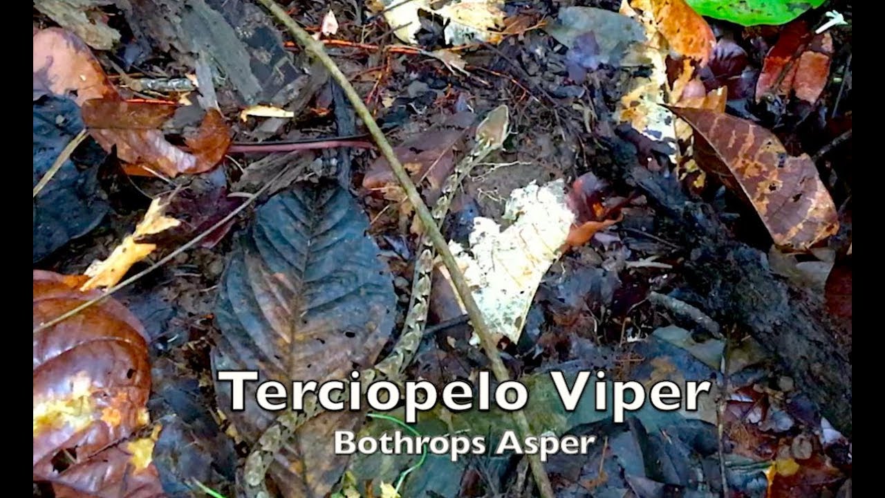 venomous snakes in north america SNAKE Video 🐍--A Little Terciopelo snake (In the Trail)