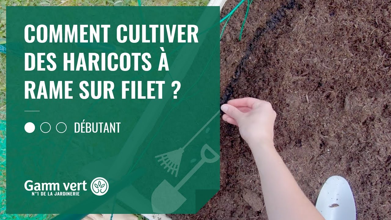 Tuto Comment cultiver des haricots à rame sur filet ? YouTube — free download