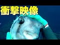 【衝撃】フグが爆発した⁉︎こんなことってあるの？【魚突き】【amberjack】【ウンバボ⑭】