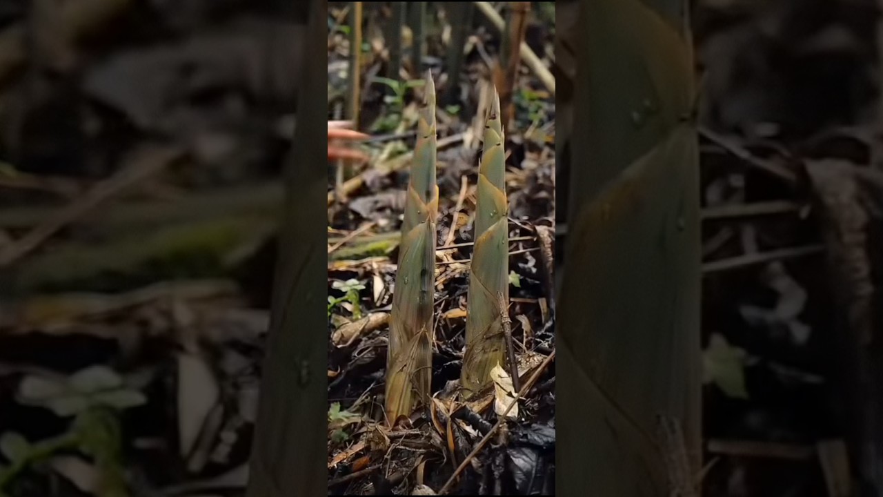 Rebung: Si Lembut yang Tersembunyi di Balik Runcingnya Bambu 