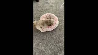 Gochez Violates His Bed Omg