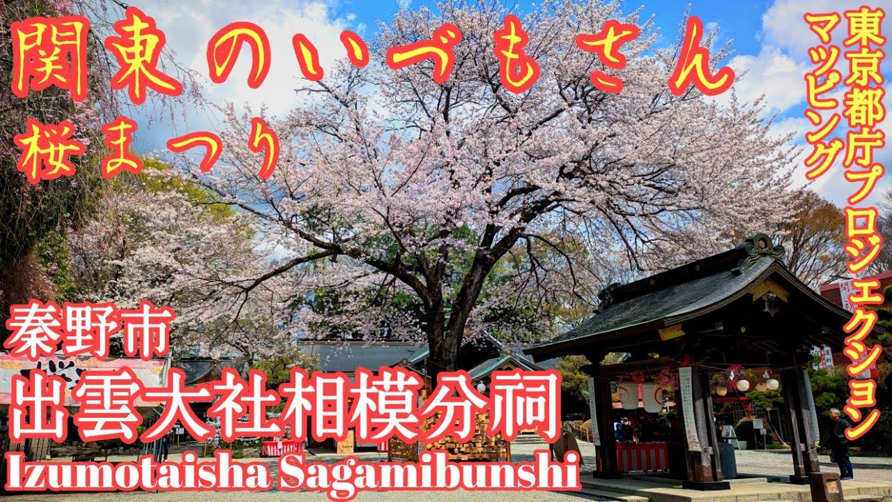 神奈川 満開の桜といづもさん『出雲大社相模分詞と東京都庁』プロジェクションマッピングと展望台　