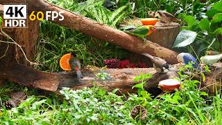 10-Hour Relaxing Cat TV 🐦 Birds Eating Seeds 🥜 Soft Nature Ambience | 4K HDR Cat Content screenshot 5
