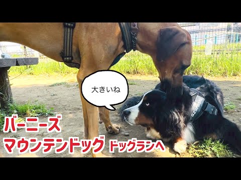 早朝ドッグランを楽しむバーニーズマウンテンドッグ