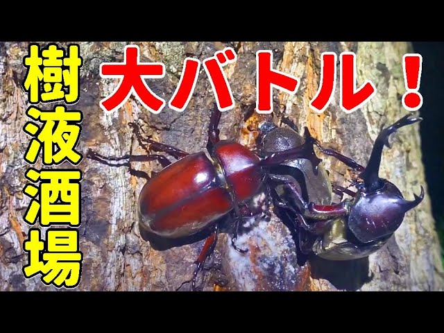 仕事帰りのカブトムシ採集 大きなカブトムシがいっぱい 樹液たっぷりの 