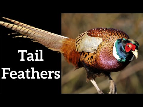 Video: Which Bird Flies Tail First