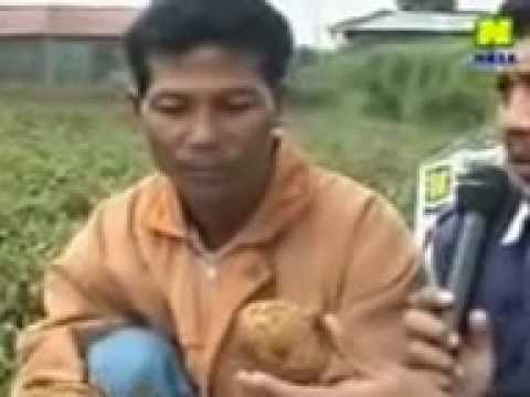 BUDIDAYA TANAMAN KENTANG NASA (085643738667 PIN BB 2316B273) 