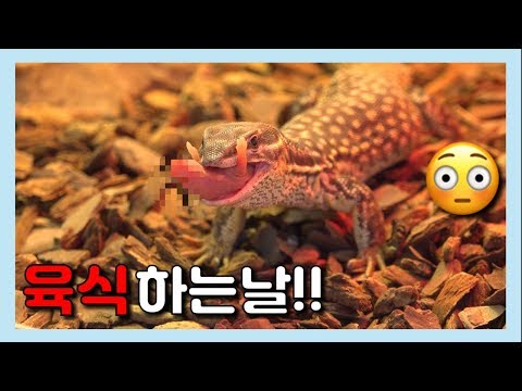 (먹이주의) 온순해진 흡사 <strong>공룡</strong>~🦖 <strong>육식</strong> 하는날 [집돌이총각]