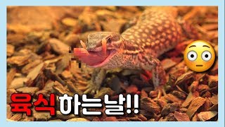 (먹이주의) 온순해진 흡사 공룡~🦖 육식 하는날 [집돌이총각]