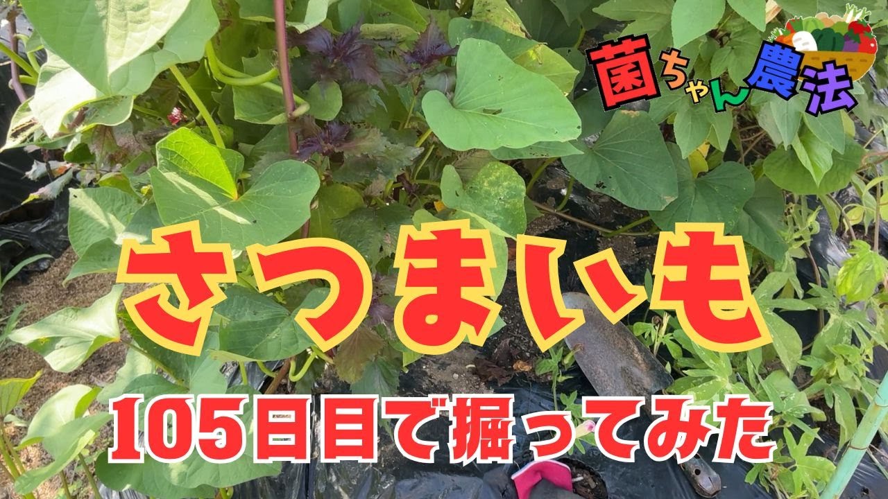 サツマイモ2種類掘ってみた！5月に植えたサツマイモ（紅あずま・安納