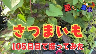 サツマイモ2種類掘ってみた！5月に植えたサツマイモ（紅あずま・安納