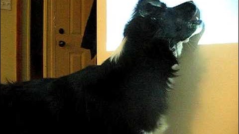 Cisco Dog Chasing Computer Mouse Cursor Fedora 11.avi