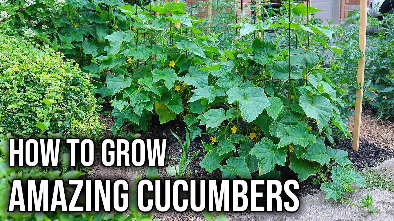 How to Grow BETTER Cucumbers at Home!