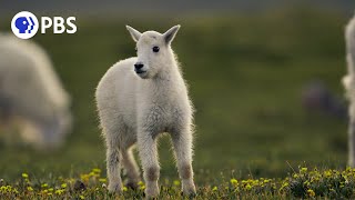 Lost Young Goat Searches for Mom