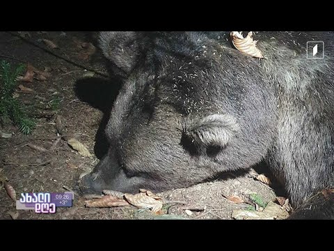 #ახალიდღე ბრაკონიერობის მავნე შედეგები საქართველოში