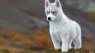 Çirgilçin-Kongurey - Tuva Türkleri Gırtlak Müziği