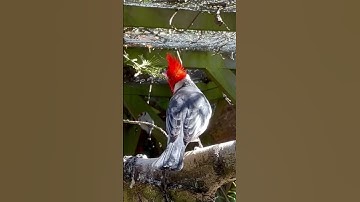 Red Crested Cardinal | Birds