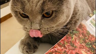 I want to be a chef #catvideos #catlife by British Shelby 562 views 2 years ago 3 minutes, 6 seconds