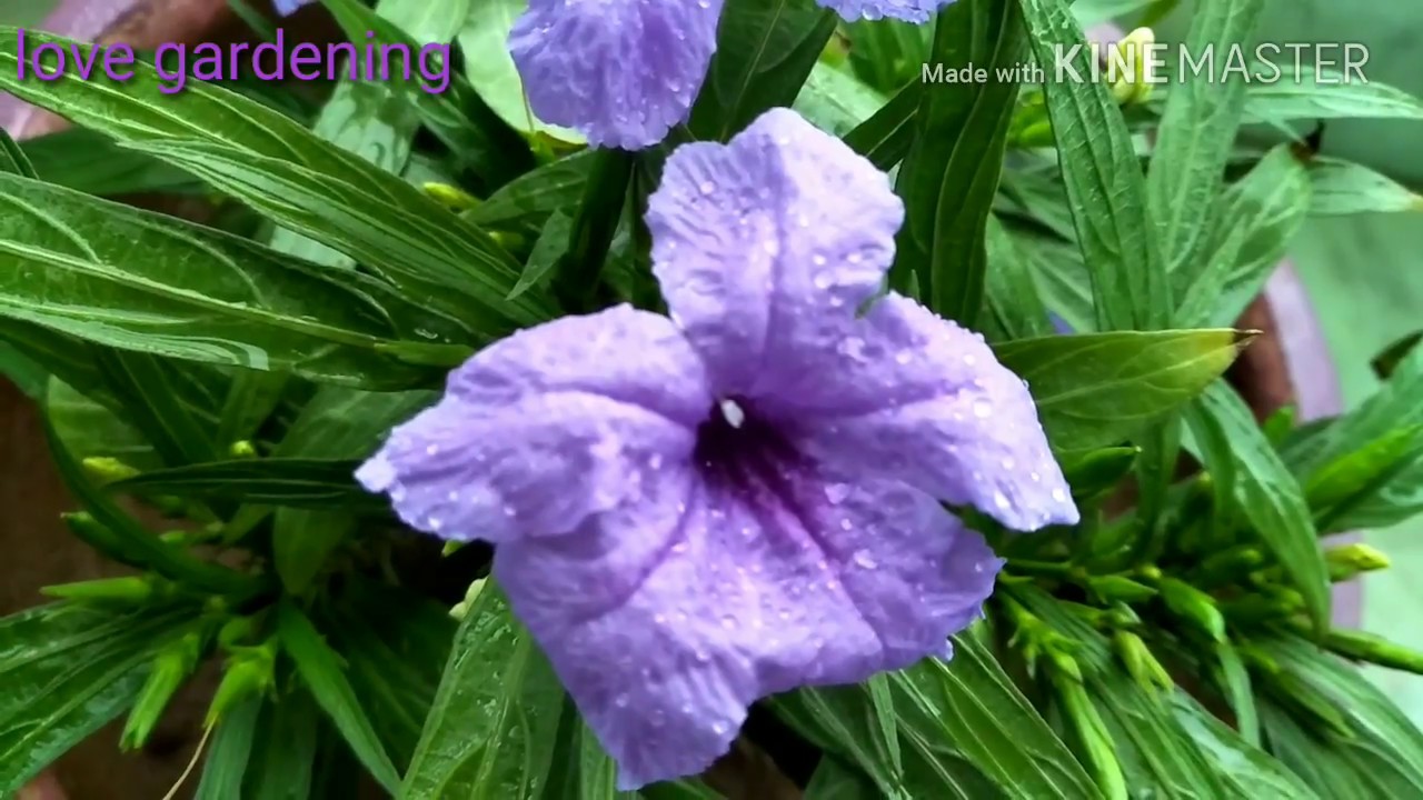 How to grow & care Mexican Petunia 🌸 YouTube