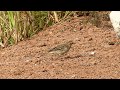 Pipit Red Throated 011 Pipit Red Throated 011
