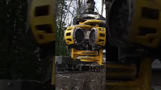 Ponsse Bear C6 At Work