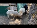 Carneros y ovejas enanos .  Dwarf sheep .
