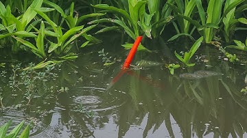 Câu Cá Rô Đồng , Bất Ngờ Đụng Độ Con Cá Lóc kéo Chìm Lút Phao Vô Đám Chuối Nước