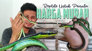 REVIEW REPTILE UNTUK PEMULA  _ ular tampar gunung | dendrelaphis formosus