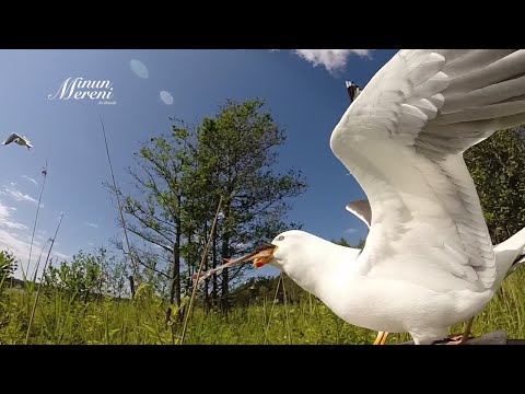 Video: Lokki Varastaa GoPron, Elokuvia Aika Suloisesta Videosta - Matador Network