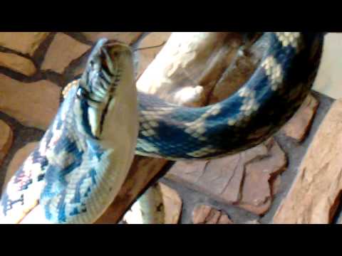 Python tongue wagging slow motion video taken in C
