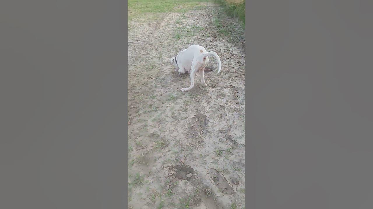 My Pakistani bully playing with dust and leg bend problem solution