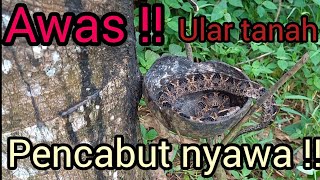 Helping Karangsambung rubber farmers look for ground snakes / tiger snakes. These snakes are dead...