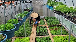 Tham quan vườn rau sạch xinh tươi của 2 vợ chồng nông dân Canada 🇨🇦827》 Vườn Rau Việt