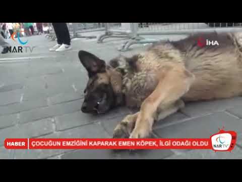 ÇOCUĞUN EMZİĞİNİ KAPARAK EMEN KÖPEK, İLGİ ODAĞI OLDU