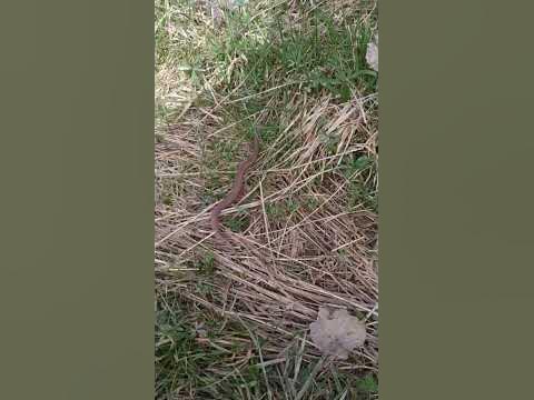 Осторожно. Змеи уже просыпаются. - YouTube