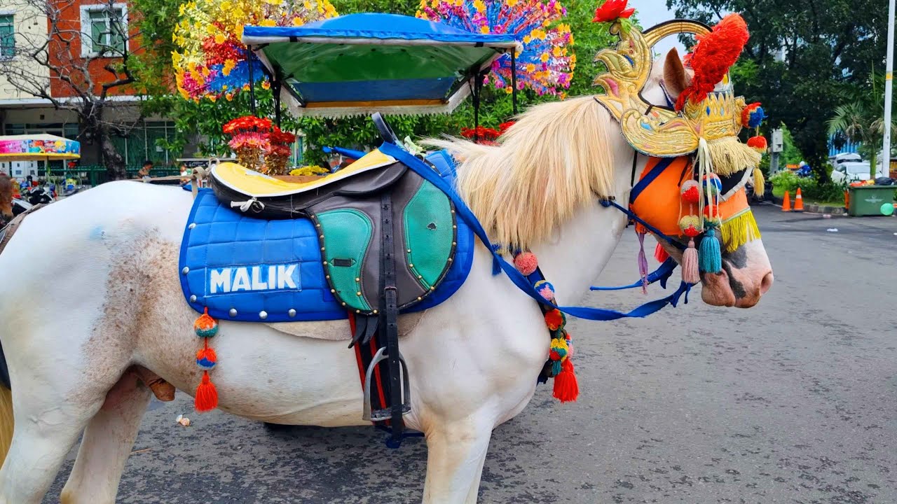 NAIK KUDA 🦄 NAIK DELMAN ISTIMEWA LAGU MEDLEY SATU² AKU SAYANG IBU SAYANG 💖 HORSE SONG DUA MATA SAYA