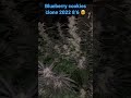 Blueberry cookies clone 86 outdoor organic gaia green cannabis how to grow weed